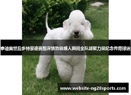 泰迪离世后多特蒙德赛前深情致敬感人瞬间全队凝聚力量纪念传奇球迷 泰迪离世后多特蒙德赛前深情致敬感人瞬间全队凝聚力量纪念传奇球迷